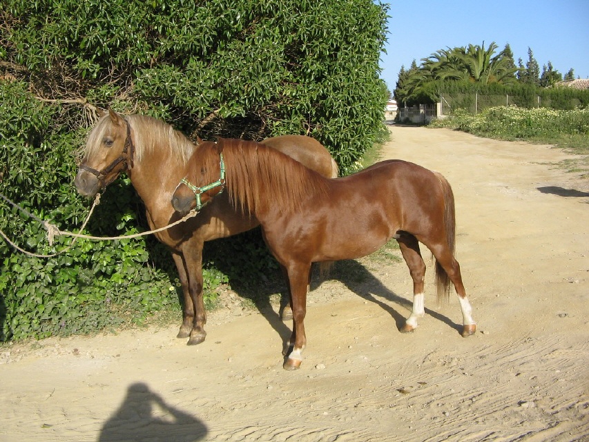 Pony und Sol / Iris 