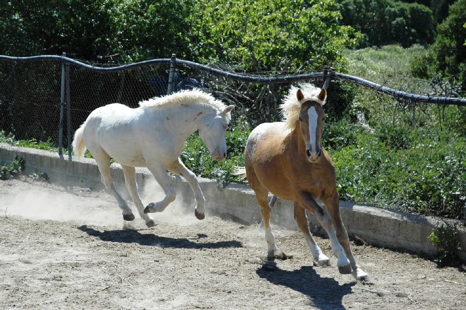 Sahiro und Amigo 